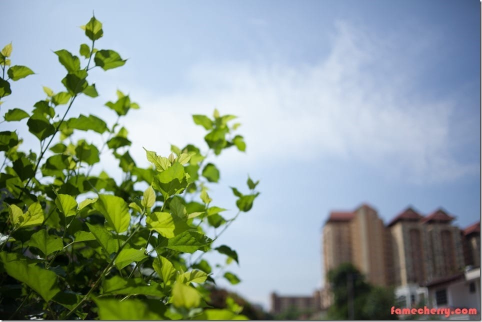 In Malaysia NOW : Yongnuo 35mm f2 Lens In Malaysia NOW : Yongnuo 35mm f2 Lens